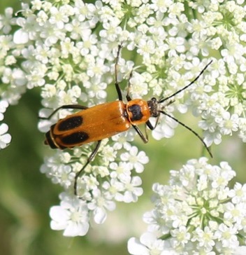 Marginal Leather-wing*
Chauliognathus marginatus