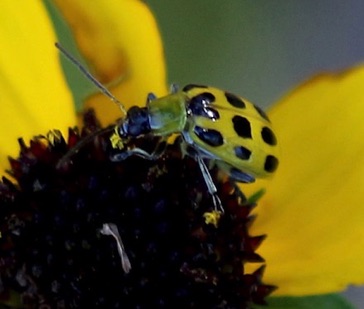 Spotted Cucumber*
Diabrotica undecimpunctata