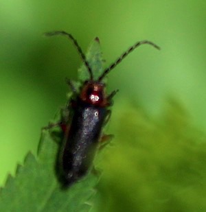 Soft-winged Flower Beetle?
Collops spp.