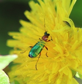 Soft-winged Flower Beetle?
Collops spp.