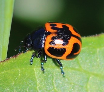 Swamp Milkweed Beetle*
Labidomera clivicollis