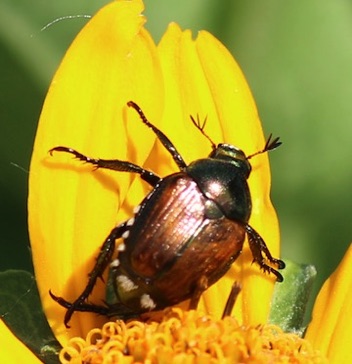 Japanese Beetle*
Popillia japonica