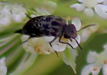 Shield Black & Gray Tumbling Flower*
Mordella marginata