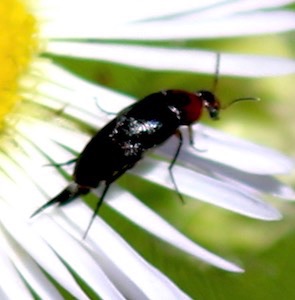 Tumbling Flower Beetle*
Mordellistena cervicalis