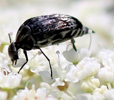 Tumbling Flower Beetle*
Mordella atrata