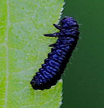 Skeletonizing Leaf Beetle
Trirhabda Larva