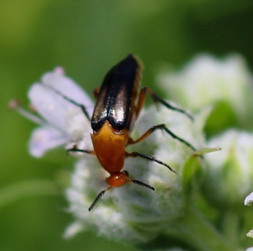 Wedge-shaped*
Macrosiagon limbata