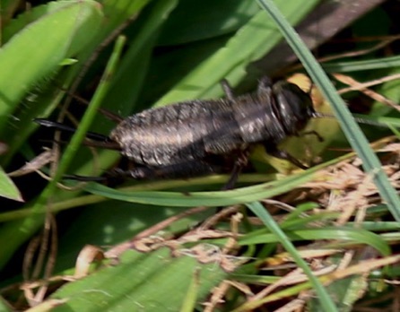 Immature Field Cricket