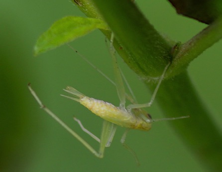 Narrow-winged Tree Cricket
Oecanthus niveus