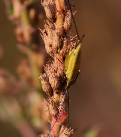 Forbes’ Tree Cricket
Oecanthus forbesi (ISU)