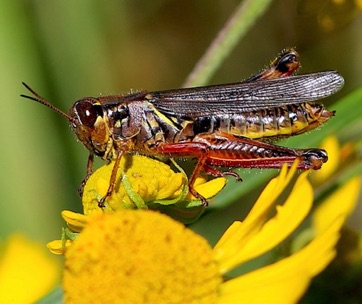 Red-legged Grasshopper
Melanoplus femurrubrum