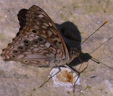 Hackberry Emperor
Asterocampa celtis