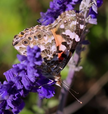 Red Admiral 
Vanessa atalanta