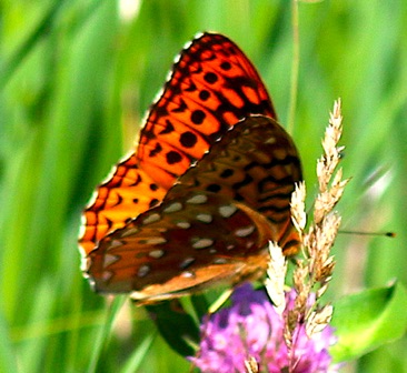 Aphrodite Fritillary
Speyeria aphrodite