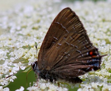 Banded Hairstreak 
Satyrium calamus