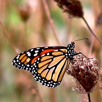 Monarch
Danaus plexippus