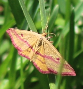 Chickweed Geometer
Haematopis grataria