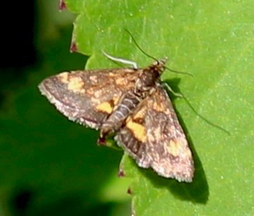 Orange Mint
Pyrausta orphisalis