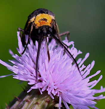 Yellow-collared Scape
Cisseps fulvicollis