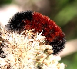 Banded Woolly Bear
Pyrrharctia isabella