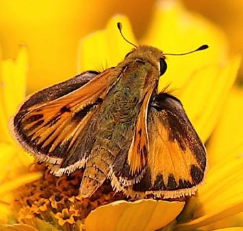 Fiery
Hylephila phyuleus