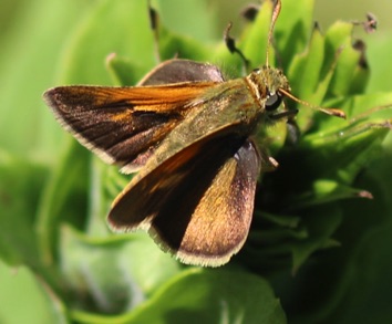 Woodland
Occludes sylvanoides