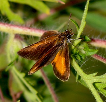 European 
Essex Skipper (name Europe)