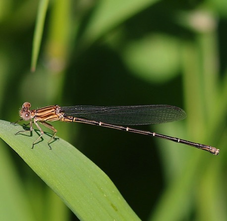 Powdered Dancer
Argia Fumipennis