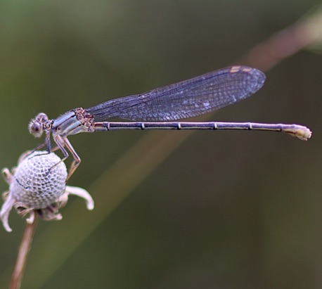 Powdered Dancer (female)
Argia Fumipennis