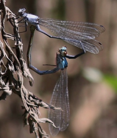 Powdered Dancer
Argia Fumipennis