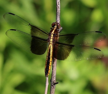 Widow Skimmer
Libellula luictusa