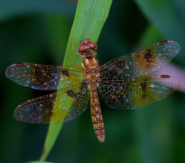 Eastern Amberwing (female)
Perithemis tenera