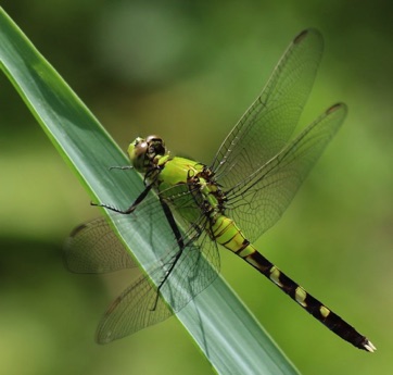 Green Clearwing
Erythemis simplicicollis