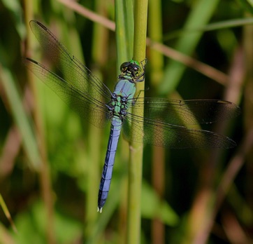 Eastern Pondhawk
Erythemis simplicicollis