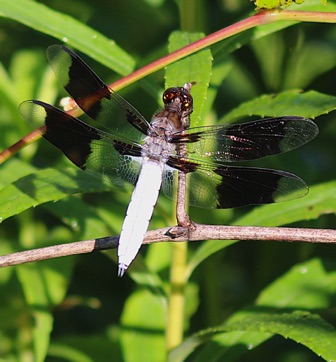 Common Whitetail Skimmer (male)
Plathemis lydia