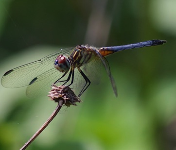 Blue Dasher
Pachydiplax longipennis