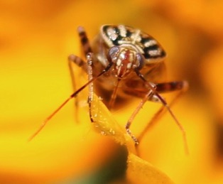 Tarnished Plant Bug*
Lygus lineolaris