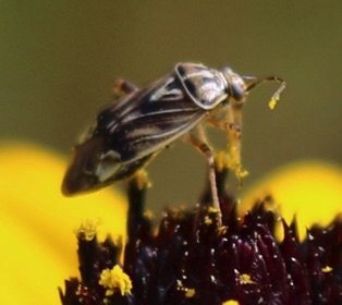 Tarnished Plant Bug*
Lygus lineolaris