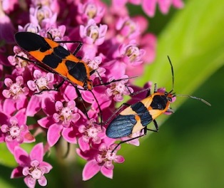 Large Milkweed Bug*
Oncopeltus fasciatus