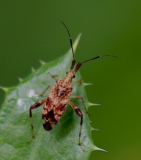 Clouded Plant Bug*
Neurocolpus nubilus