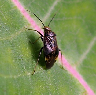 Lygus Plant Bug