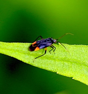 Plant Bug*
Ploymerus spp.