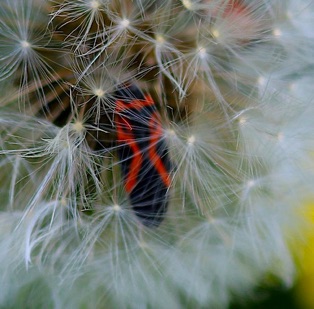 Small Milkweed Bug*
Lygaeus kalmii