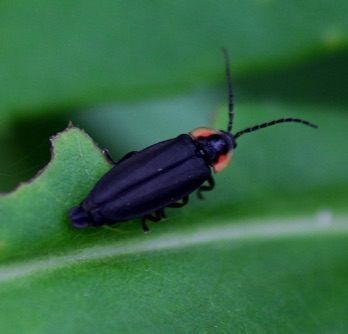 Winter Firefly
Ellychnia corrusca