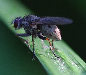 Tiger Fly
Coenosioa tigrina