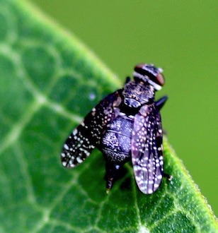 Signal Fly
Platystoma seminationis