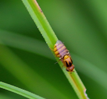 Grass Fly
Thaumatomyia rubida