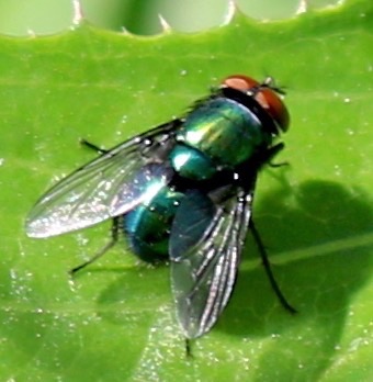 Common Green Bottle Fly
Lucciola seriata