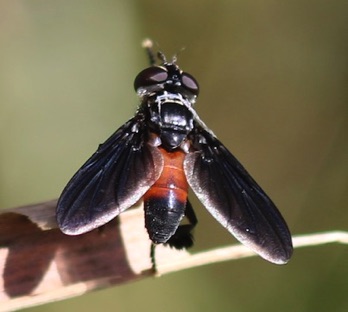 Feather-legged Fly
Trichopoda pennipes