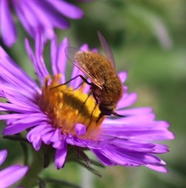 Bee Fly
Sparnopolius confusus